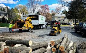 Best Tree Removal  in Cove Creek, NC