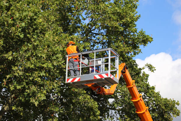 How Our Tree Care Process Works  in  Cove Creek, NC