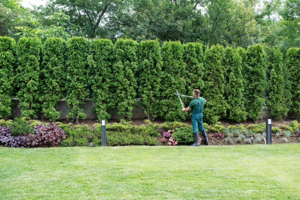 Best Pest Control for Lawns  in Cove Creek, NC