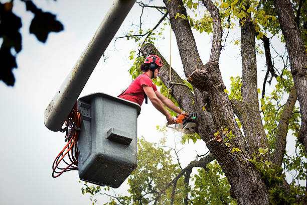 Best Arborist Consultation Services  in Cove Creek, NC