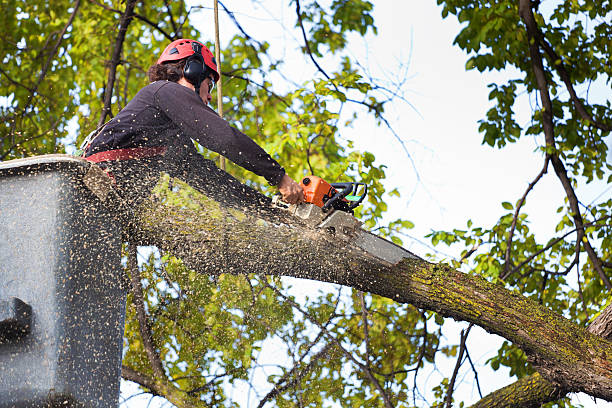 Best Commercial Tree Services  in Cove Creek, NC